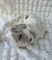 Snookie, a female Cardigan Welsh Corgi and Pembroke Welsh Corgi for sale in Bradenton, FL – Photo 7 of 10