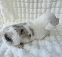 Snookie, a female Cardigan Welsh Corgi and Pembroke Welsh Corgi for sale in Bradenton, FL – Photo 8 of 10