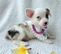 Snookie. Mother's day special. , a female Cardigan Welsh Corgi and Pembroke Welsh Corgi for sale in Bradenton, FL – Photo 7 of 10