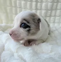 Snookie, a female Cardigan Welsh Corgi and Pembroke Welsh Corgi for sale in Bradenton, FL – Photo 5 of 10