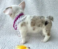 Snookie. Mother's day special. , a female Cardigan Welsh Corgi and Pembroke Welsh Corgi for sale in Bradenton, FL – Photo 9 of 10