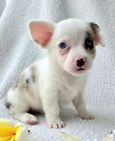 Snookie. Mother's day special. , a female Cardigan Welsh Corgi and Pembroke Welsh Corgi for sale in Bradenton, FL – Photo 4 of 10