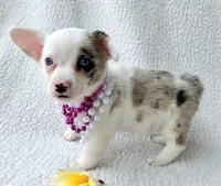 Snookie. Mother's day special. , a female Cardigan Welsh Corgi and Pembroke Welsh Corgi for sale in Bradenton, FL – Photo 8 of 10