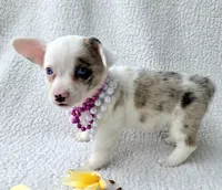 Snookie. Mother's day special. , a female Cardigan Welsh Corgi and Pembroke Welsh Corgi for sale in Bradenton, FL – Photo 6 of 10