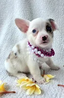 Snookie. Mother's day special. , a female Cardigan Welsh Corgi and Pembroke Welsh Corgi for sale in Bradenton, FL – Photo 3 of 10