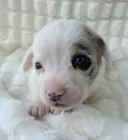 Snookie, a female Cardigan Welsh Corgi and Pembroke Welsh Corgi for sale in Bradenton, FL – Photo 1 of 10