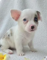 Snookie. Mother's day special. , a female Cardigan Welsh Corgi and Pembroke Welsh Corgi for sale in Bradenton, FL – Photo 5 of 10
