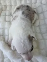 Snookie, a female Cardigan Welsh Corgi and Pembroke Welsh Corgi for sale in Bradenton, FL – Photo 4 of 10