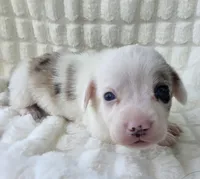 Snookie, a female Cardigan Welsh Corgi and Pembroke Welsh Corgi for sale in Bradenton, FL – Photo 2 of 10