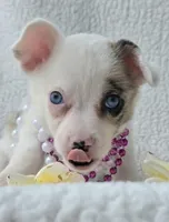 Snookie. Mother's day special. , a female Cardigan Welsh Corgi and Pembroke Welsh Corgi for sale in Bradenton, FL – Photo 1 of 10