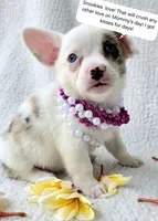 Snookie. Mother's day special. , a female Cardigan Welsh Corgi and Pembroke Welsh Corgi for sale in Bradenton, FL – Photo 2 of 10