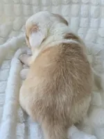 Patrick Star , a female Cardigan Welsh Corgi for sale in Bradenton, FL – Photo 8 of 10