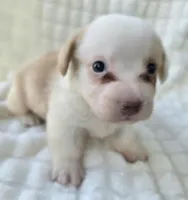 Patrick Star , a female Cardigan Welsh Corgi for sale in Bradenton, FL – Photo 4 of 10