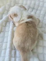 Patrick Star , a female Cardigan Welsh Corgi for sale in Bradenton, FL – Photo 7 of 10