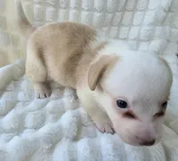 Patrick Star , a female Cardigan Welsh Corgi for sale in Bradenton, FL – Photo 2 of 10