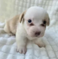 Patrick Star , a female Cardigan Welsh Corgi for sale in Bradenton, FL – Photo 3 of 10