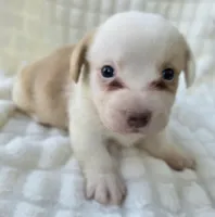 Patrick Star , a female Cardigan Welsh Corgi for sale in Bradenton, FL – Photo 1 of 10