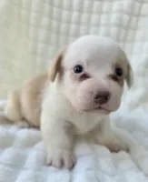 Patrick Star , a female Cardigan Welsh Corgi for sale in Bradenton, FL – Photo 9 of 10