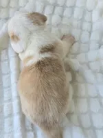 Patrick Star , a female Cardigan Welsh Corgi for sale in Bradenton, FL – Photo 10 of 10