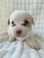 Patrick Star , a female Cardigan Welsh Corgi for sale in Bradenton, FL – Photo 6 of 10