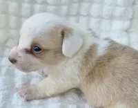 Patrick Star , a female Cardigan Welsh Corgi for sale in Bradenton, FL – Photo 5 of 10