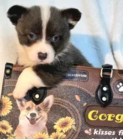 DOLLY, a female Cardigan Welsh Corgi and Pembroke Welsh Corgi for sale in Bradenton, FL – 8 of 10