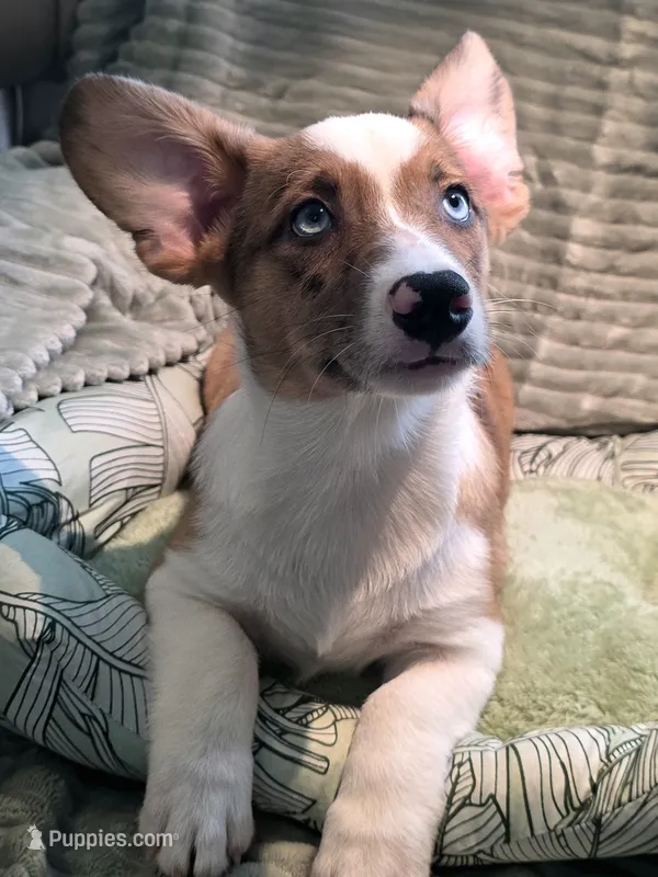 Sherlock!  – Cardigan Welsh Corgi, Pembroke Welsh Corgi puppy for sale in Bradenton, FL