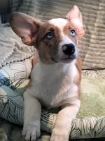 Sherlock! , a male Cardigan Welsh Corgi and Pembroke Welsh Corgi for sale in Bradenton, FL – 1 of 10