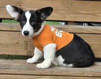 Unique 4 pet ( liver, bluie pink carrier) dm clear , a female Cardigan Welsh Corgi for sale in Bradenton, FL – 4 of 10