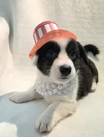 Unique ( liver, bluie pink carrier) dm clear , a female Cardigan Welsh Corgi for sale in Bradenton, FL – 2 of 10