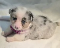 Valencia , a female Cardigan Welsh Corgi and Pembroke Welsh Corgi for sale in Bradenton, FL – 7 of 10