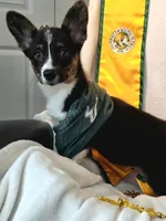 Wookie, a female Cardigan Welsh Corgi and Pembroke Welsh Corgi for sale in Bradenton, FL – 6 of 10