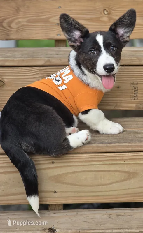 Unicorn ( bluie, pink carrier dm clear) pet – Cardigan Welsh Corgi puppy for sale in Bradenton, FL