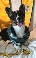 Wookie, a female Cardigan Welsh Corgi and Pembroke Welsh Corgi for sale in Bradenton, FL – 10 of 10