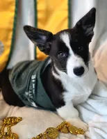 Unicorn ( bluie, pink carrier dm clear) pet, a female Cardigan Welsh Corgi for sale in Bradenton, FL – 8 of 10