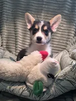 Tiberius  kurk , a male Cardigan Welsh Corgi and Pembroke Welsh Corgi for sale in Bradenton, FL – 2 of 10