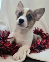 Salute!, a male Cardigan Welsh Corgi and Pembroke Welsh Corgi for sale in Bradenton, FL – 5 of 10