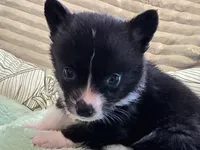 Whoopie , a female Cardigan Welsh Corgi and Pembroke Welsh Corgi for sale in Bradenton, FL – 2 of 10