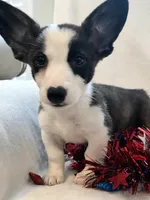 Swirly, a male Cardigan Welsh Corgi and Pembroke Welsh Corgi for sale in Bradenton, FL – 4 of 10