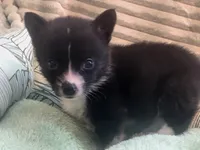 Whoopie , a female Cardigan Welsh Corgi and Pembroke Welsh Corgi for sale in Bradenton, FL – 4 of 10