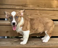 Sherlock! , a male Cardigan Welsh Corgi and Pembroke Welsh Corgi for sale in Bradenton, FL – 10 of 10