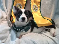 Unique ( liver, bluie pink carrier) dm clear , a female Cardigan Welsh Corgi for sale in Bradenton, FL – 6 of 10