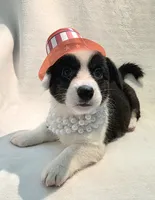 Unique ( liver, bluie pink carrier) dm clear , a female Cardigan Welsh Corgi for sale in Bradenton, FL – 6 of 10