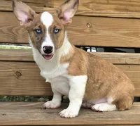 Sherlock! , a male Cardigan Welsh Corgi and Pembroke Welsh Corgi for sale in Bradenton, FL – 2 of 10