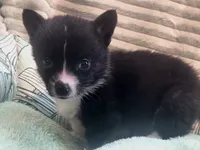 Whoopie , a female Cardigan Welsh Corgi and Pembroke Welsh Corgi for sale in Bradenton, FL – 3 of 10