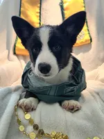 Valor, a female Cardigan Welsh Corgi and Pembroke Welsh Corgi for sale in Bradenton, FL – 9 of 10