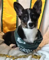Wookie, a female Cardigan Welsh Corgi and Pembroke Welsh Corgi for sale in Bradenton, FL – 9 of 10