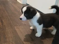 Unique ( liver, bluie pink carrier) dm clear , a female Cardigan Welsh Corgi for sale in Bradenton, FL – 7 of 10