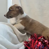 Sherlock! , a male Cardigan Welsh Corgi and Pembroke Welsh Corgi for sale in Bradenton, FL – 4 of 10