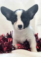 Sherpa, a male Cardigan Welsh Corgi and Pembroke Welsh Corgi for sale in Bradenton, FL – 7 of 10